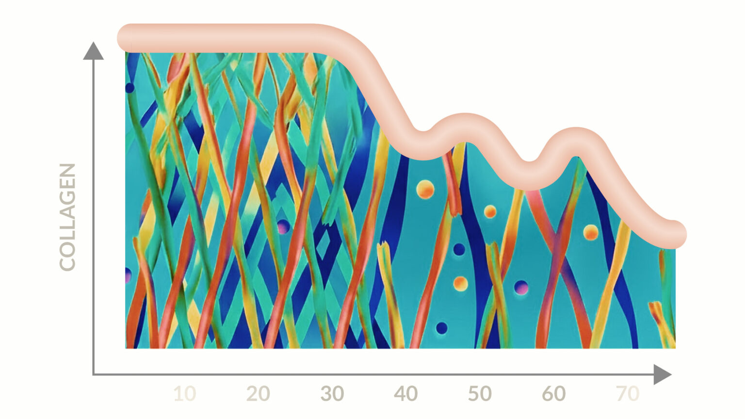 Illustration showing collagen decline in the skin with increasing age