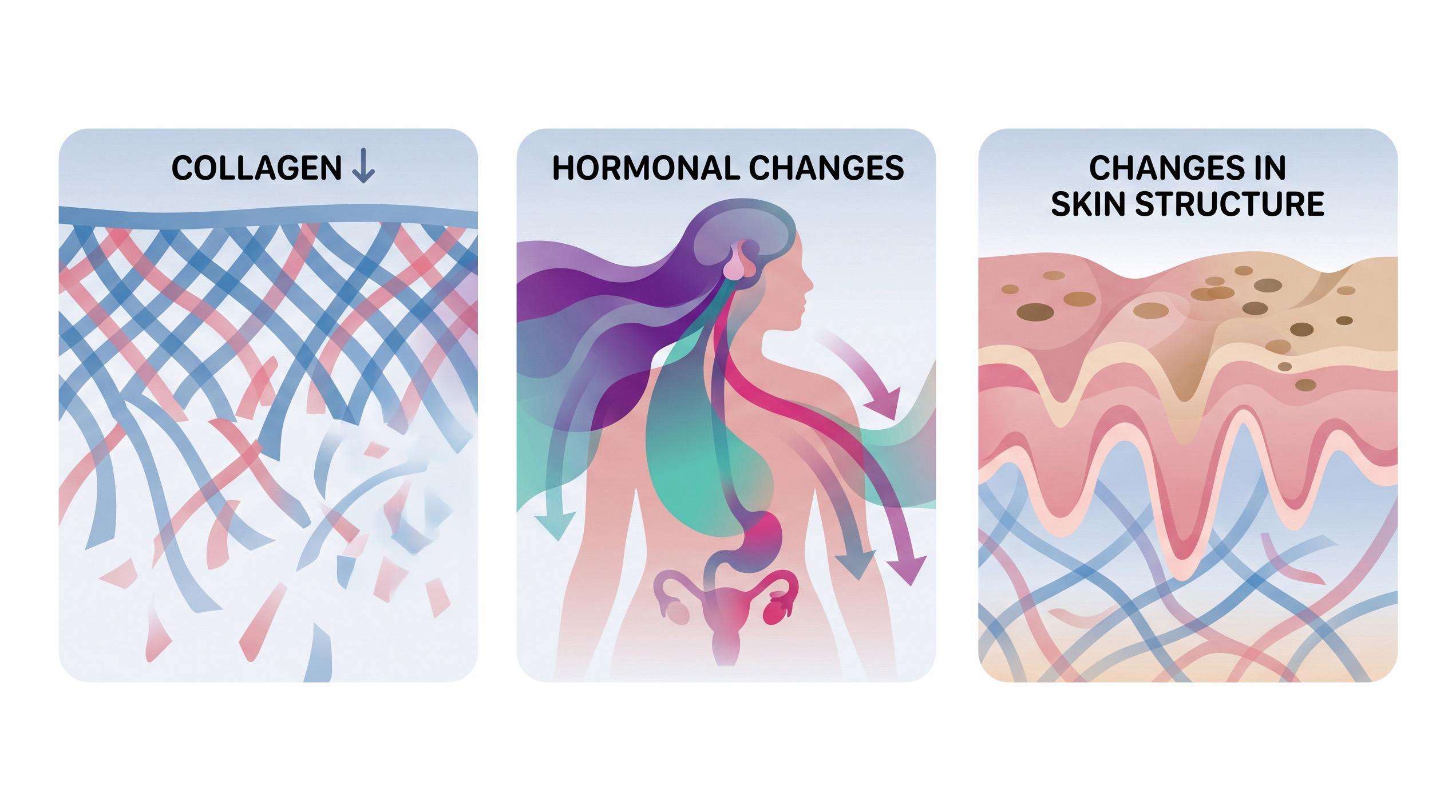 Infographic showing collagen loss, hormonal changes and structural skin changes after age 35