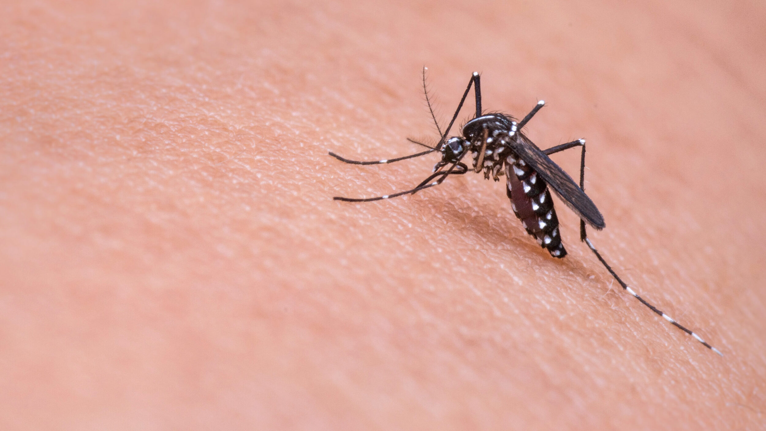 Mosquito on human skin illustrating mosquito bite prevention and protection.